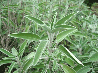 salvia.png