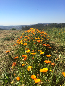 Calendules.png