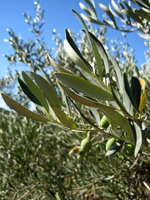 Olives.png